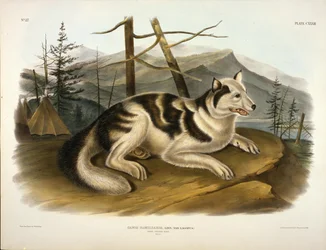 Hare-Indianer-Hund